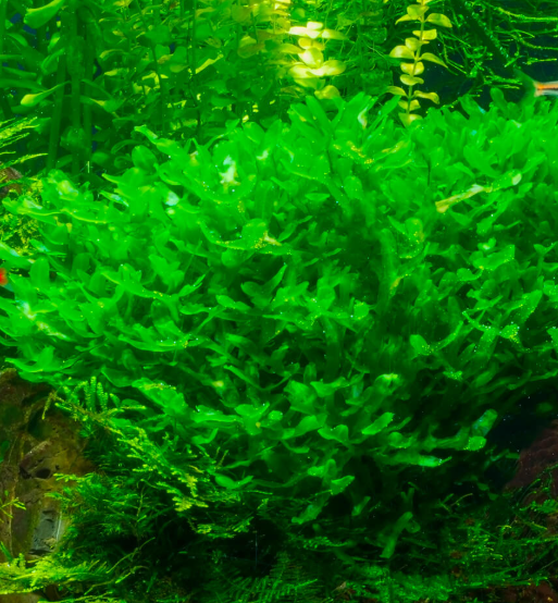 Živé krmivo a rastliny pre úkryt poteru - 2