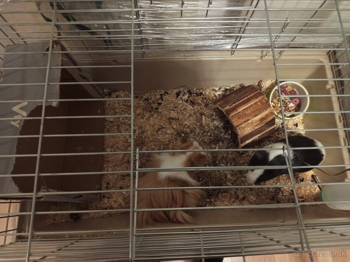 Predám morské prasiatka - 2