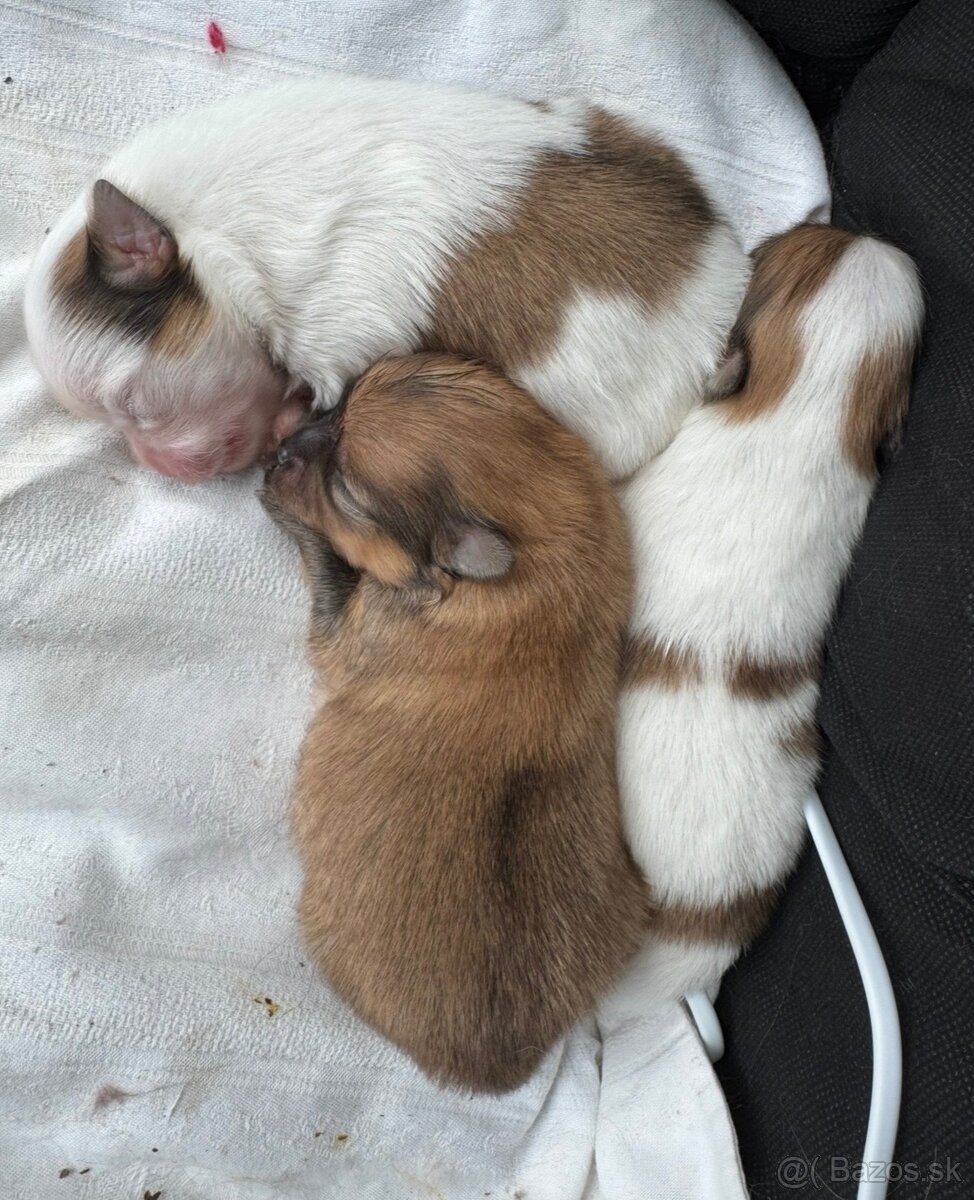 Pomeranian s PP ( FCI) - - 2