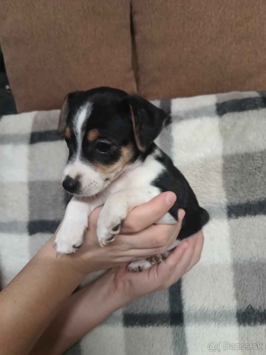 Jack Russell teriér - 2