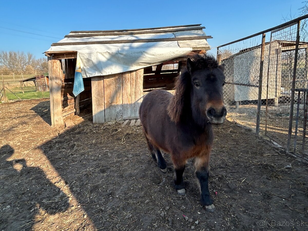 Predám poníka - 2