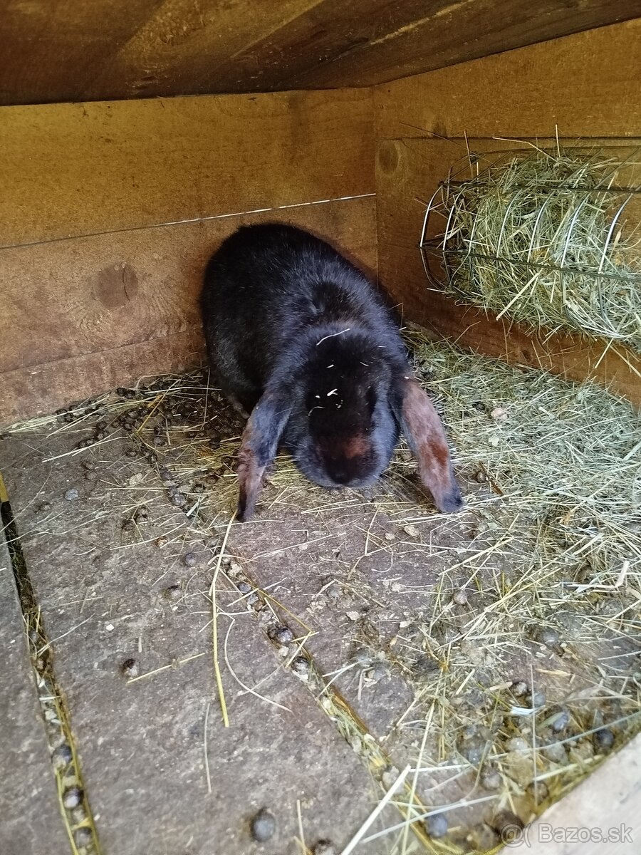 Francúzsky baran - 2