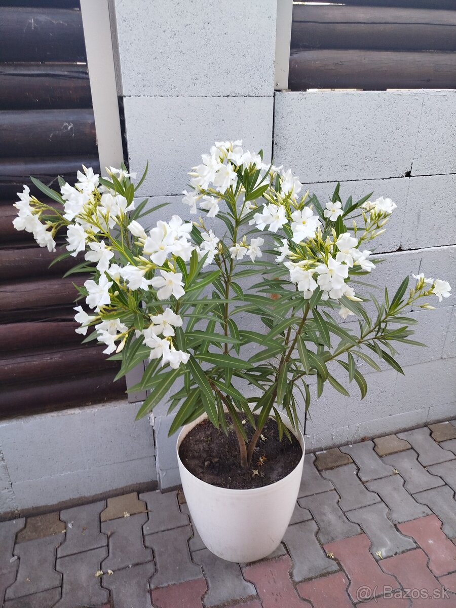 Oleander biely - 2