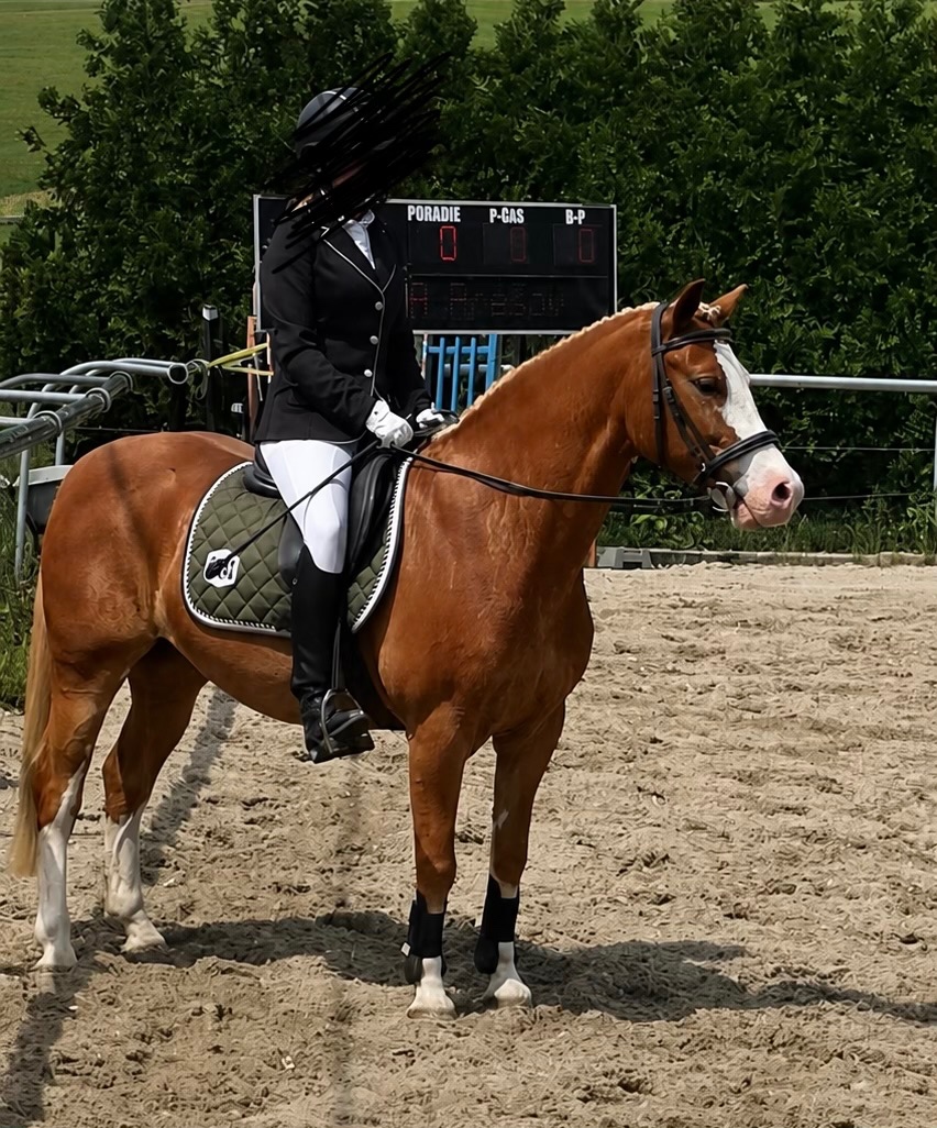 Welsh pony B do športu - 2