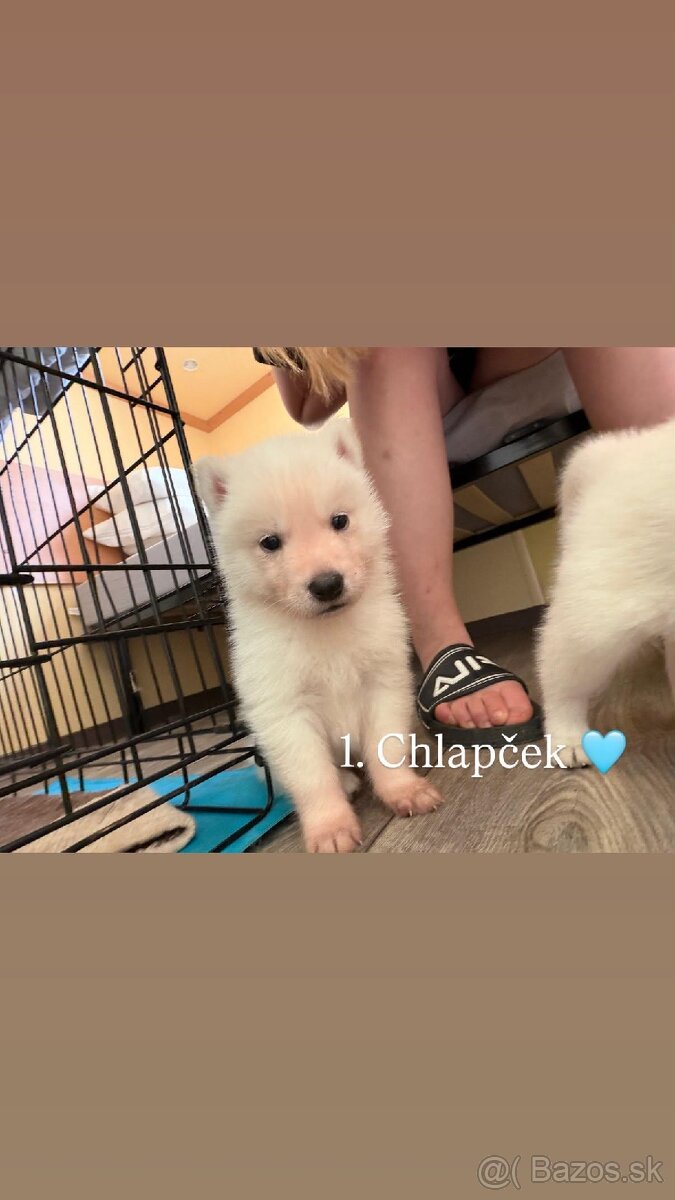 Predám šteniatka sibírsky husky biely - 2