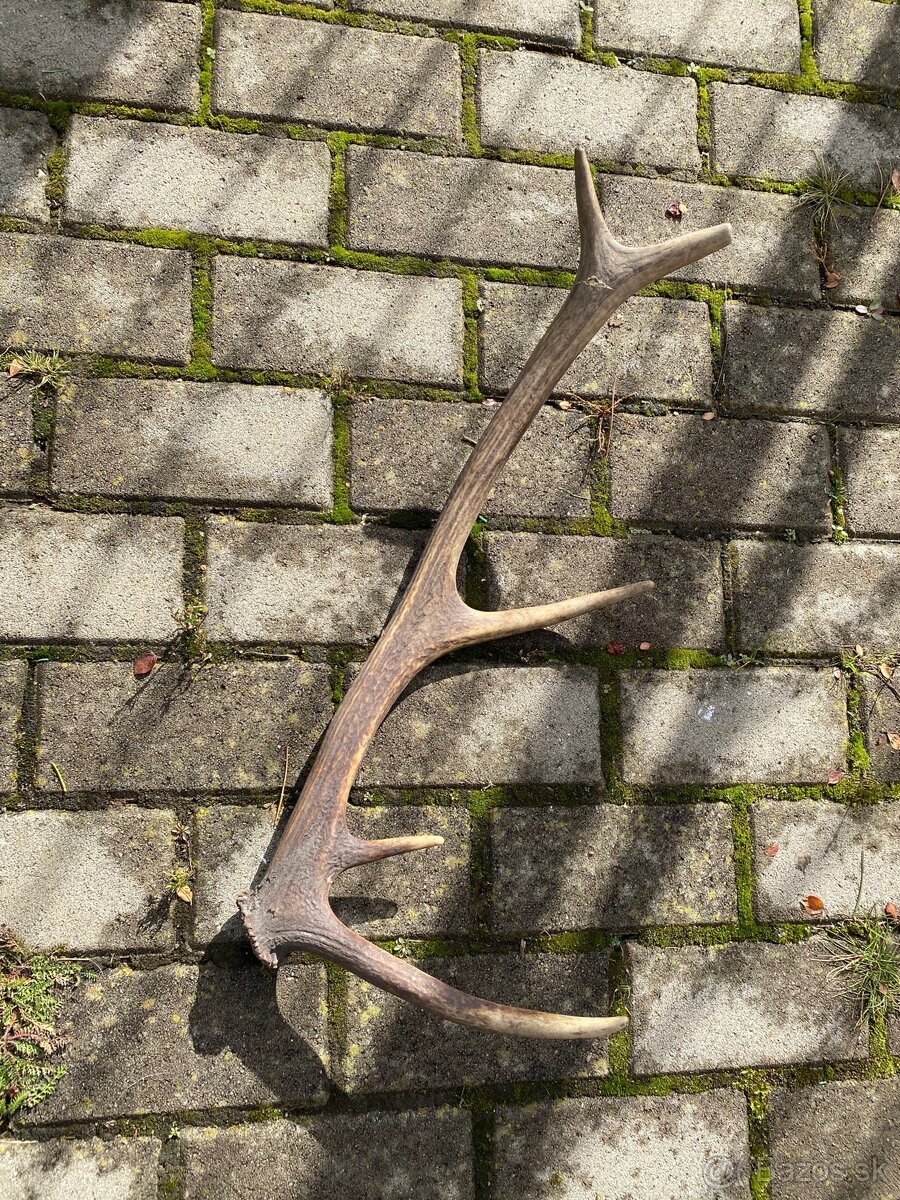 Jelenie zhody/parohy 55cm - 2