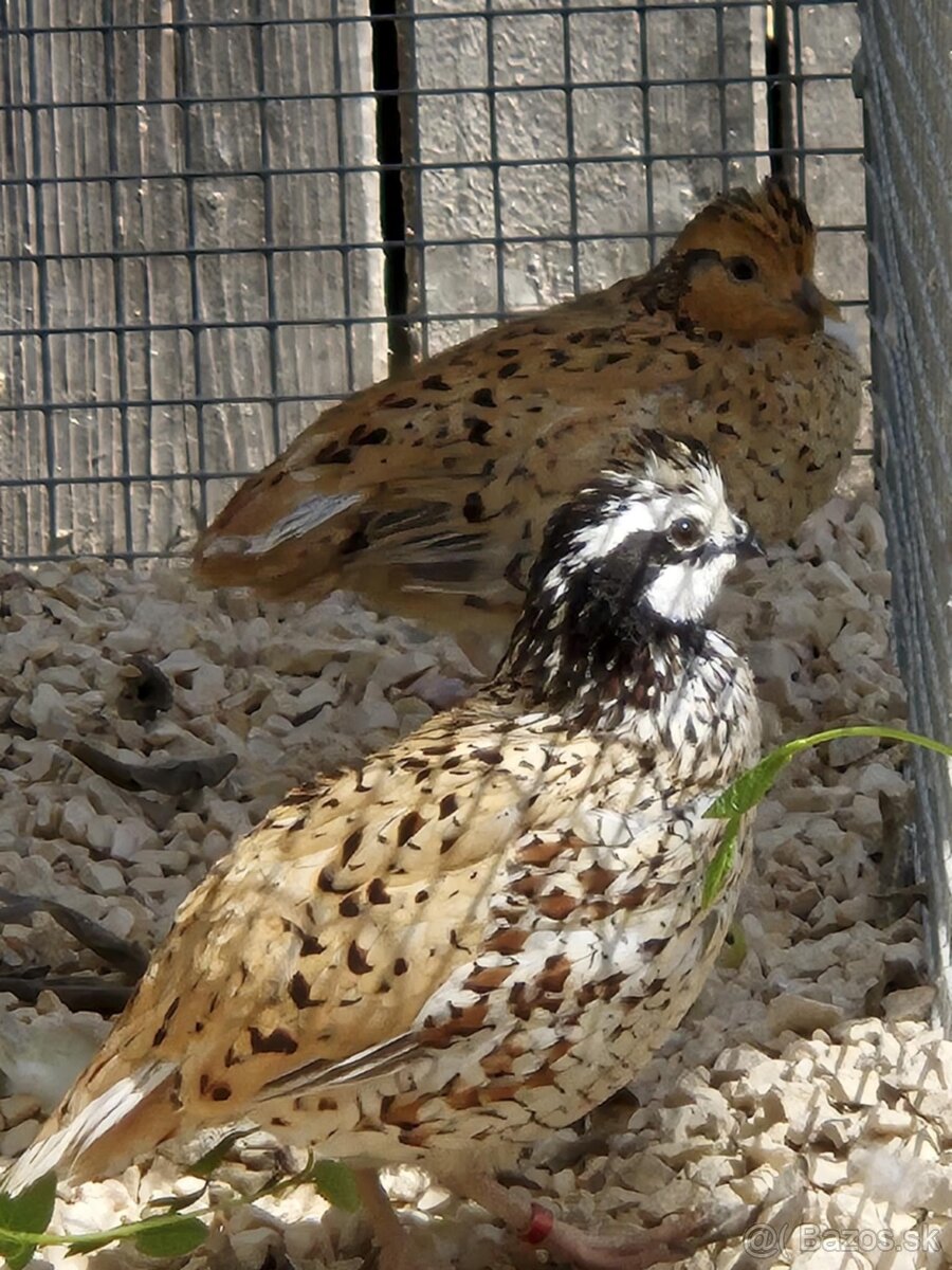 Prepelica viržinská - zlatá - prírodná - 2