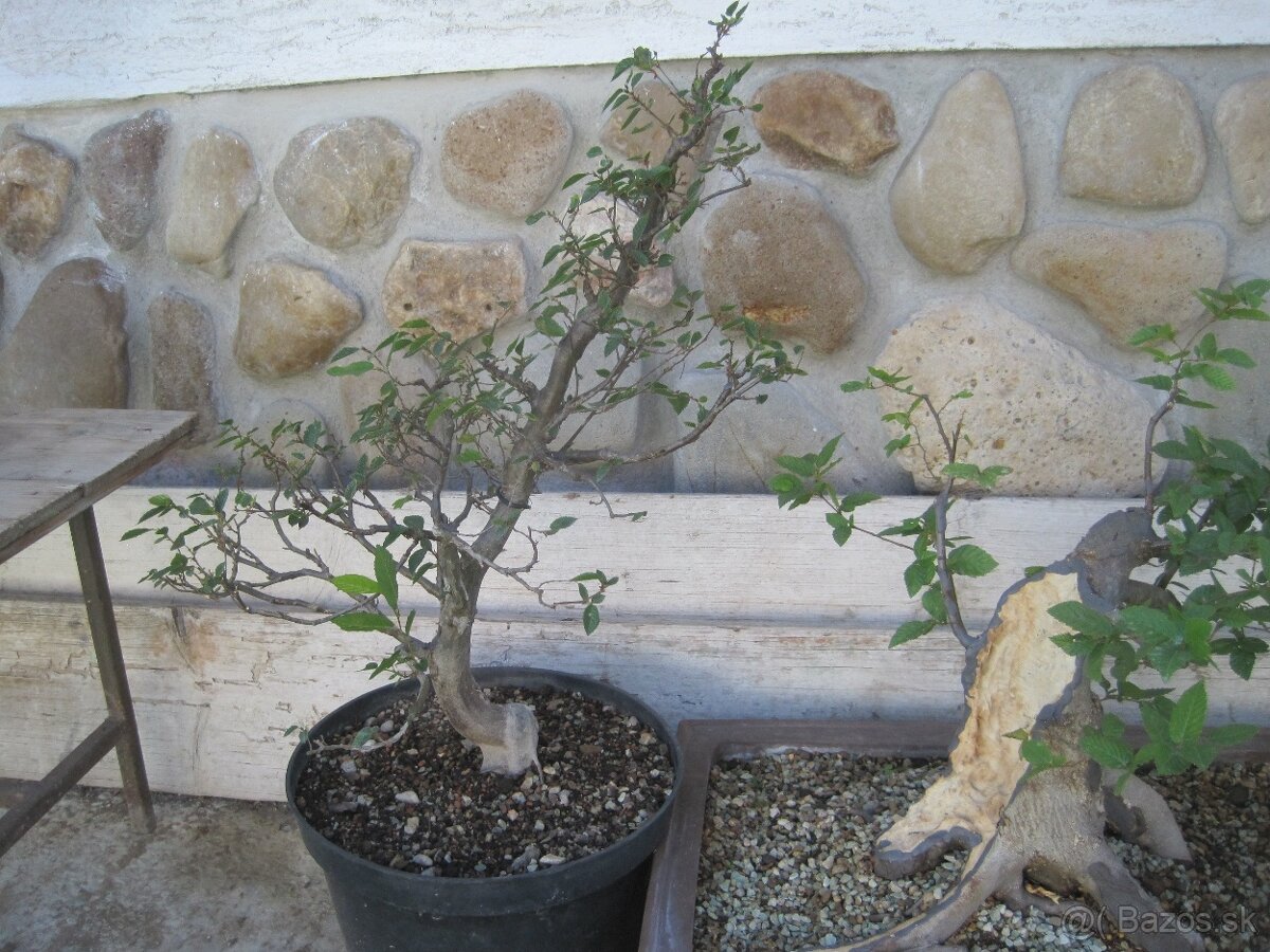 bonsai,bonsaj-hrab 16 - 2