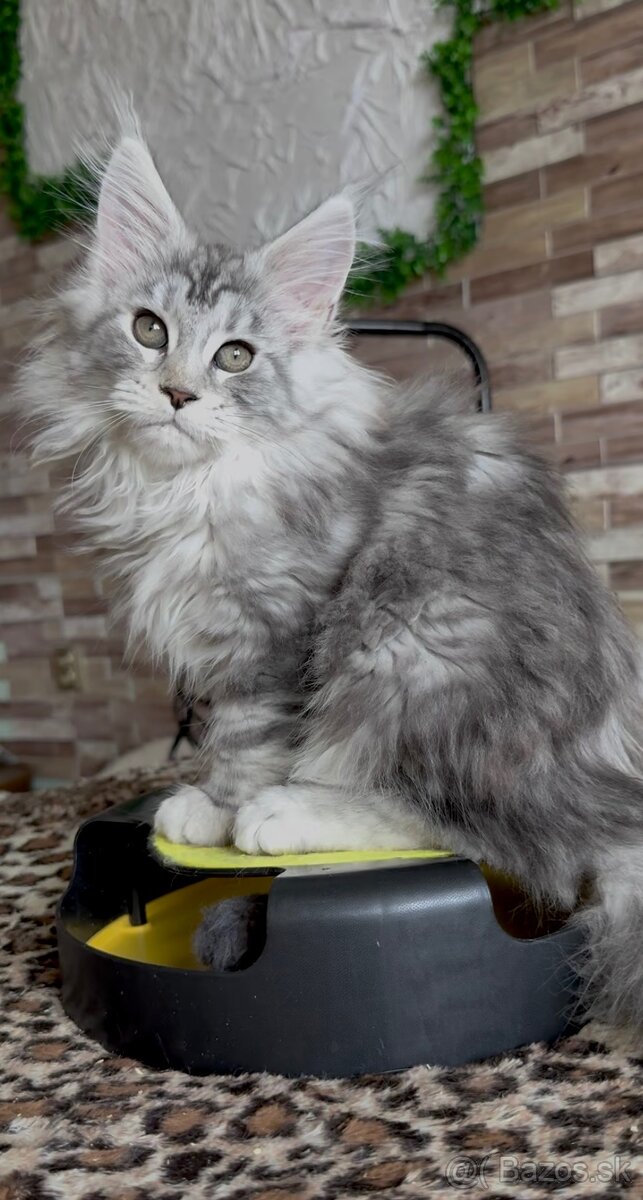 mainska myvalia mačiatka - 2