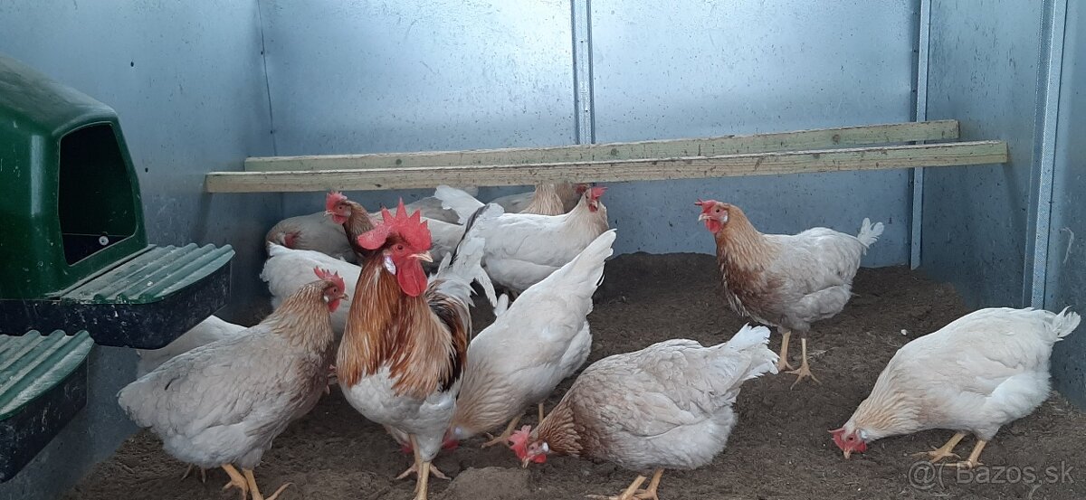 Vlaška Červeno sedlata nasadove vajcia - 2