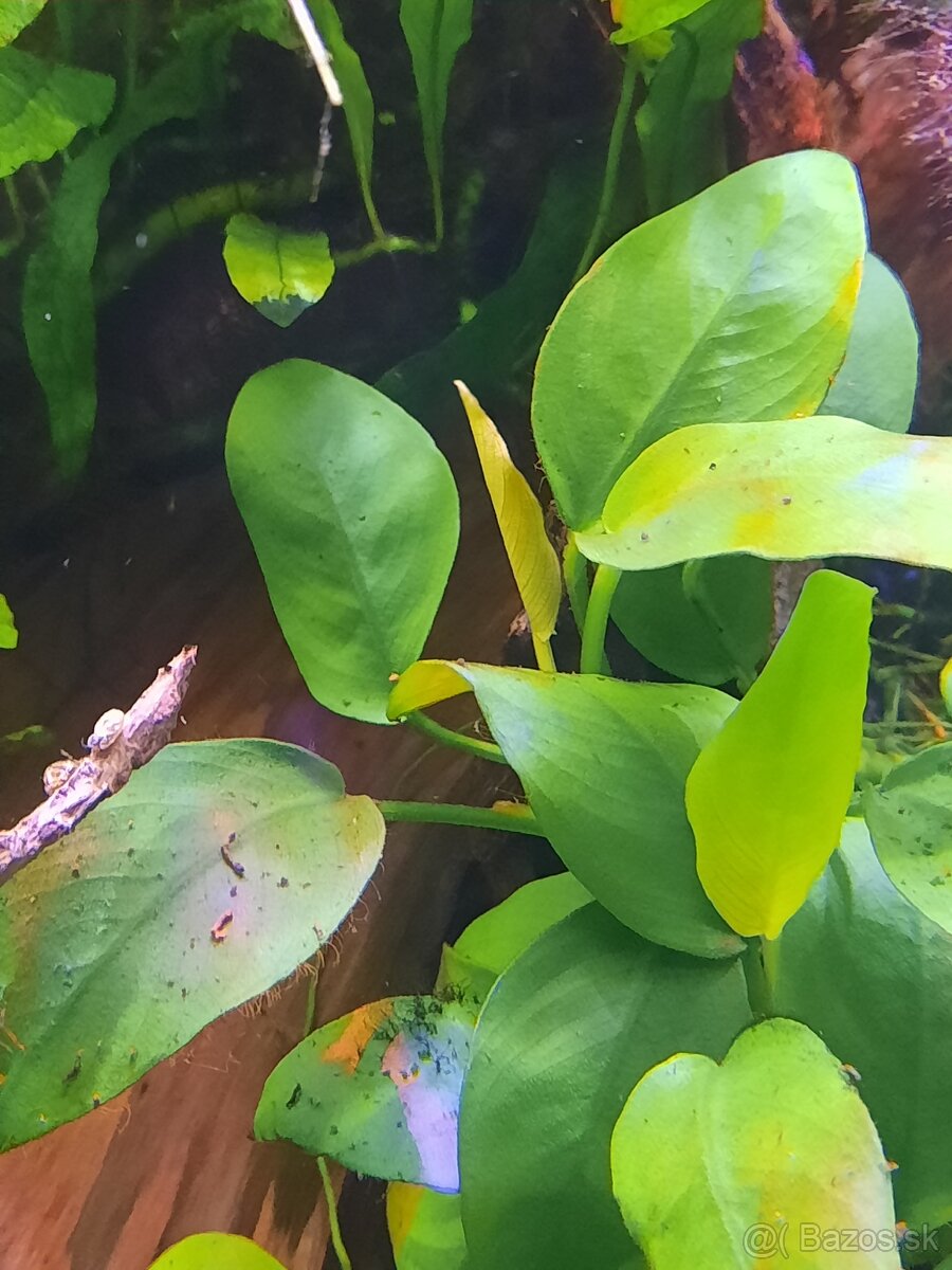 Akvarijne rastlinky - 2