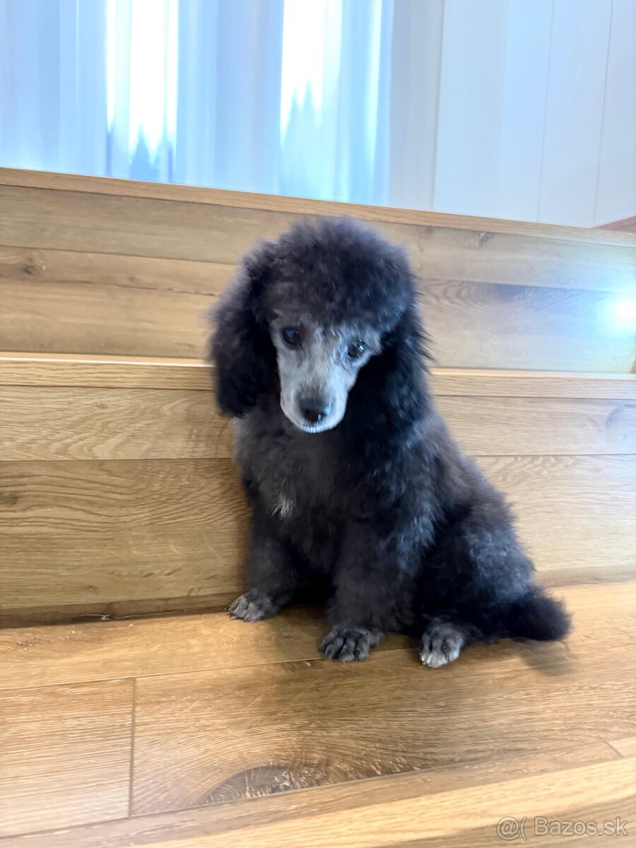 pudel,pudlík,pudlíček - 2