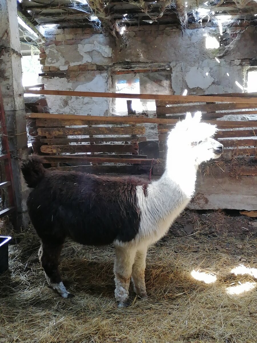 Alpaca purebreed females and males - 2