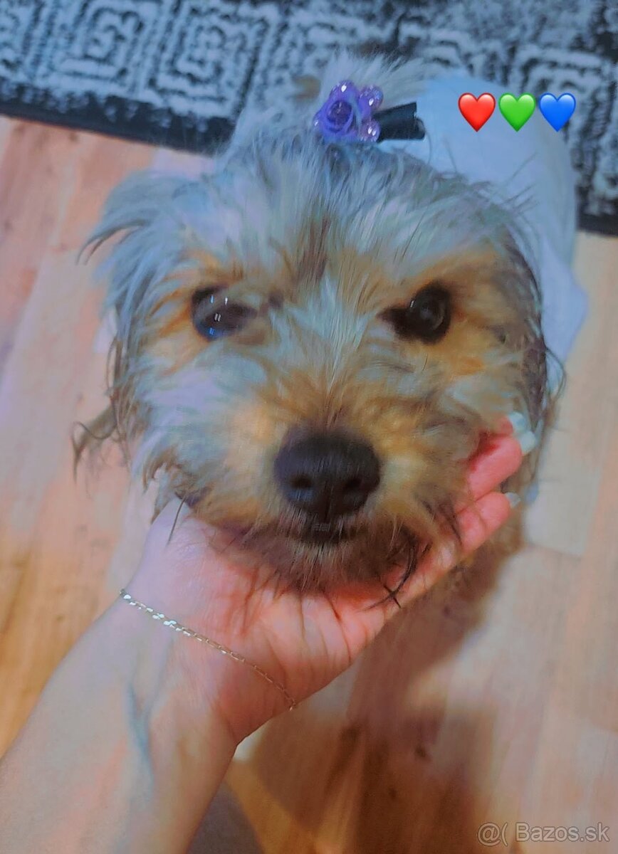 YORŠIRSKÝ TERRIER - 2