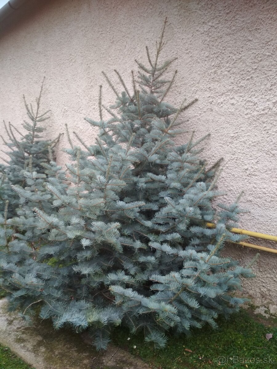 Vianočný stromček - 2