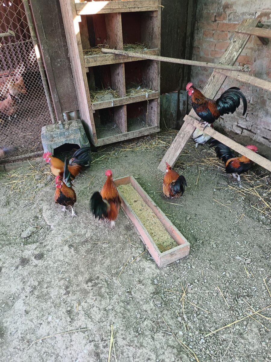 Predám Liliputky - 2