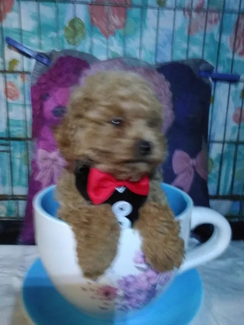 pudlik-pudel toy - 2