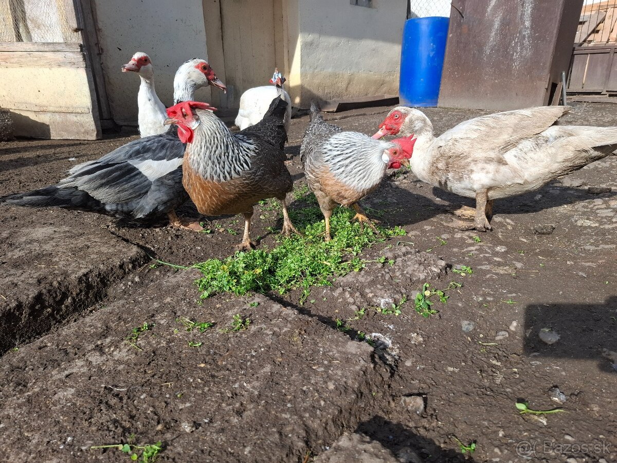 Vlaška strieborná - 2