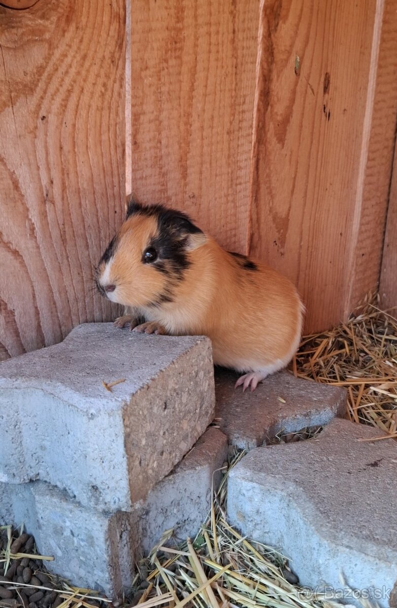 Morča , morské prasiatko, prasiatka - 2