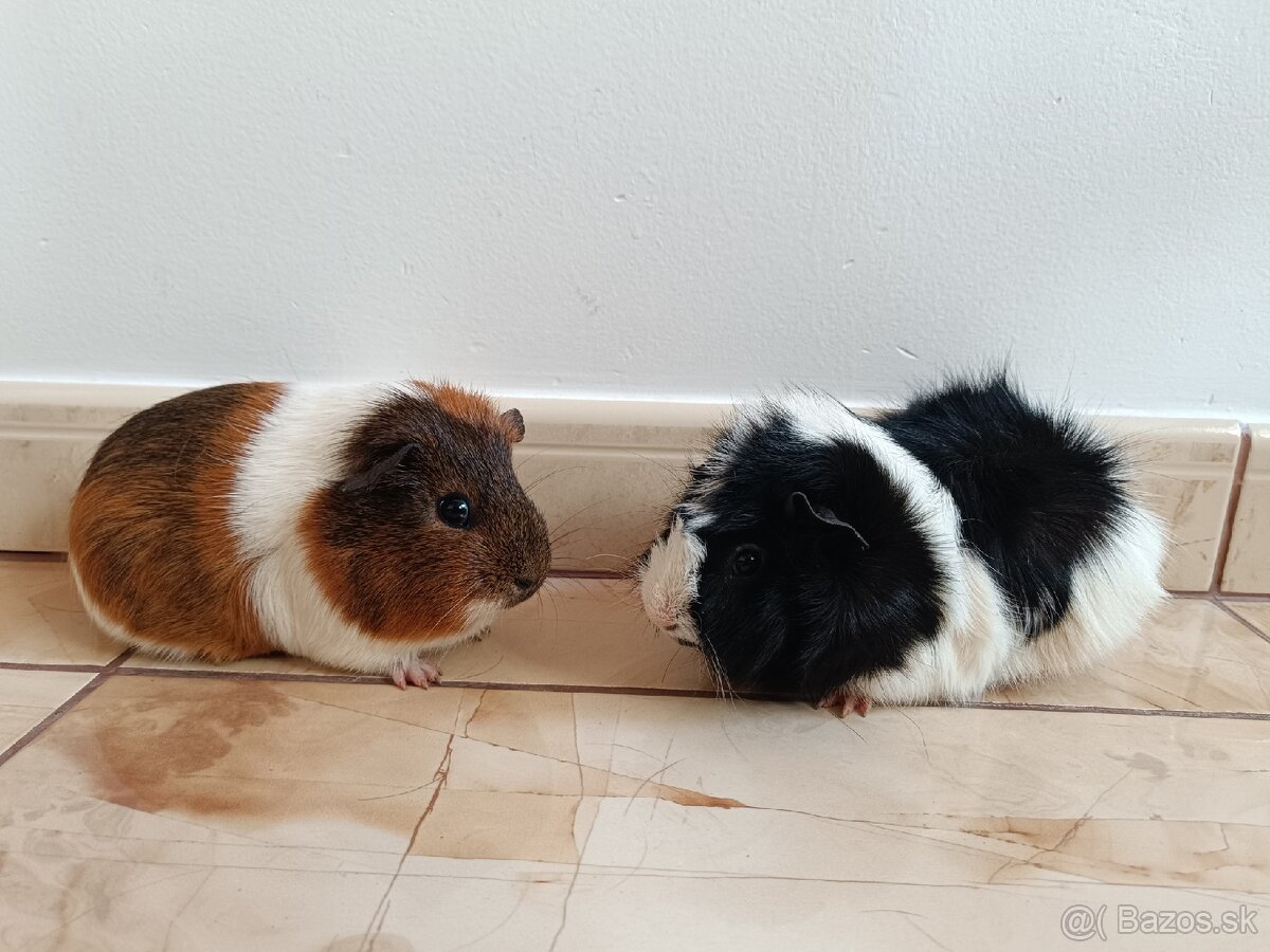 Morčatá,morské prasiatka - 2