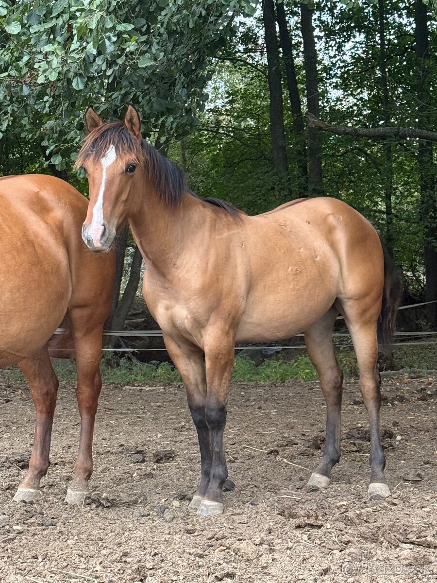 Predám žrebca quarter horse - 2