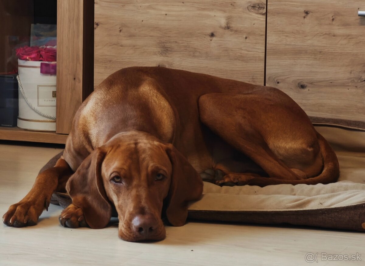 Maďarská vyžla - pes na krytie - 2