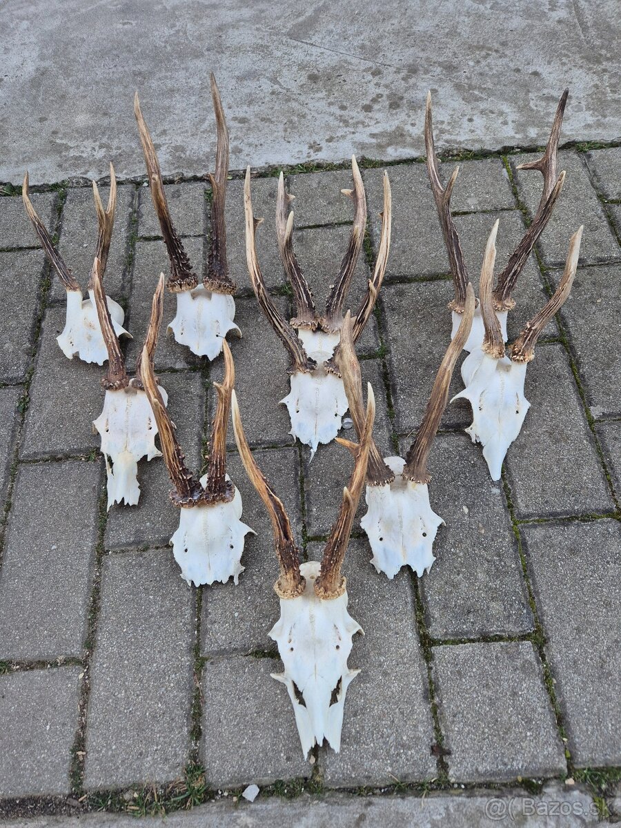 Trofej trofeje paroh parohy parozie zhody - 2