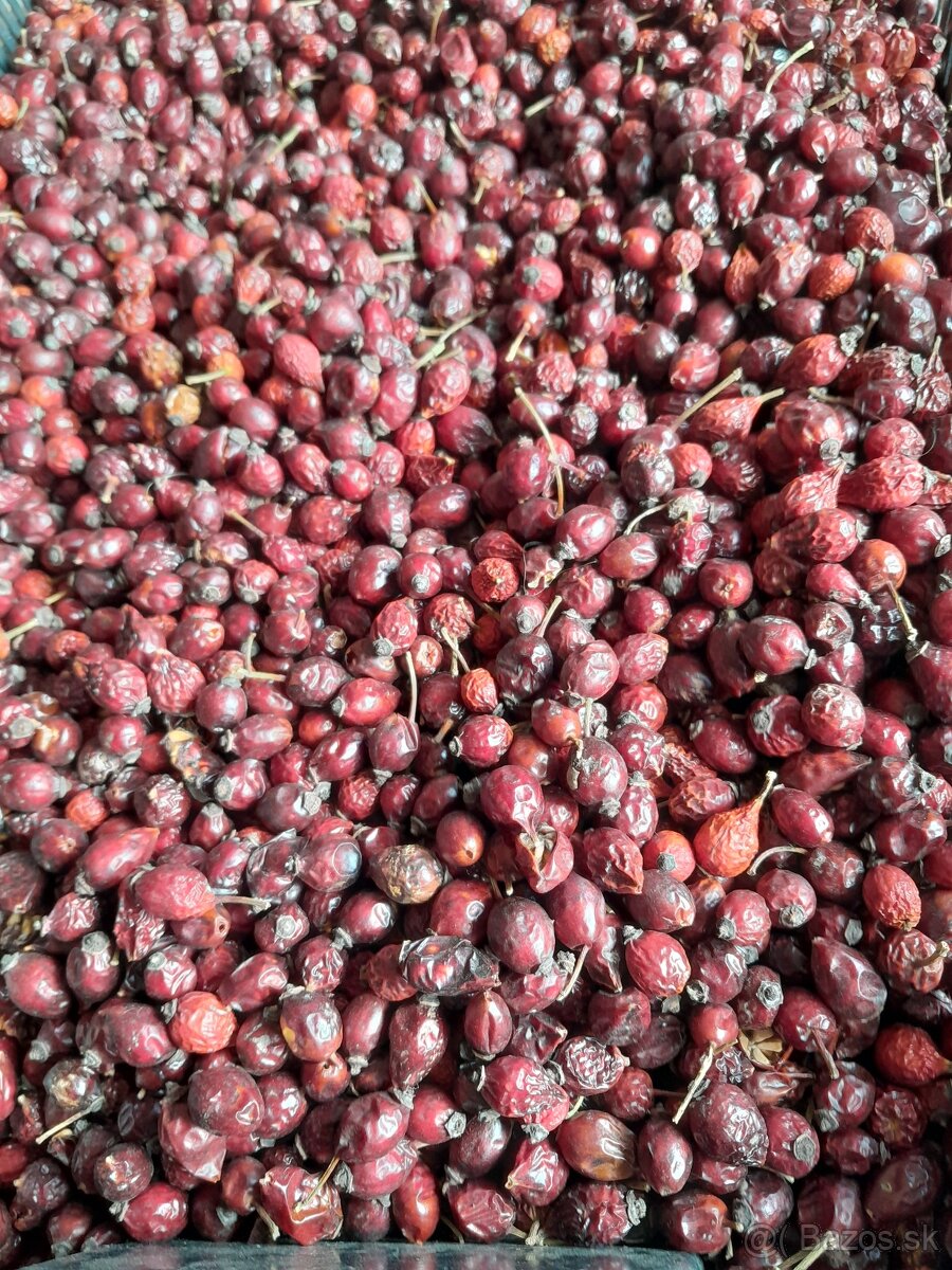 Predam susene sipky - 2