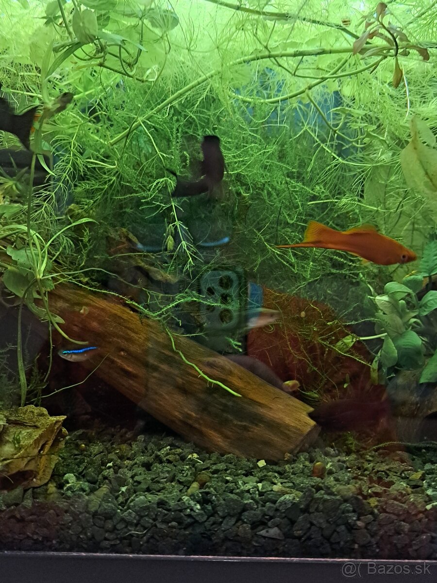 Plávajúce rastliny a mach - 2