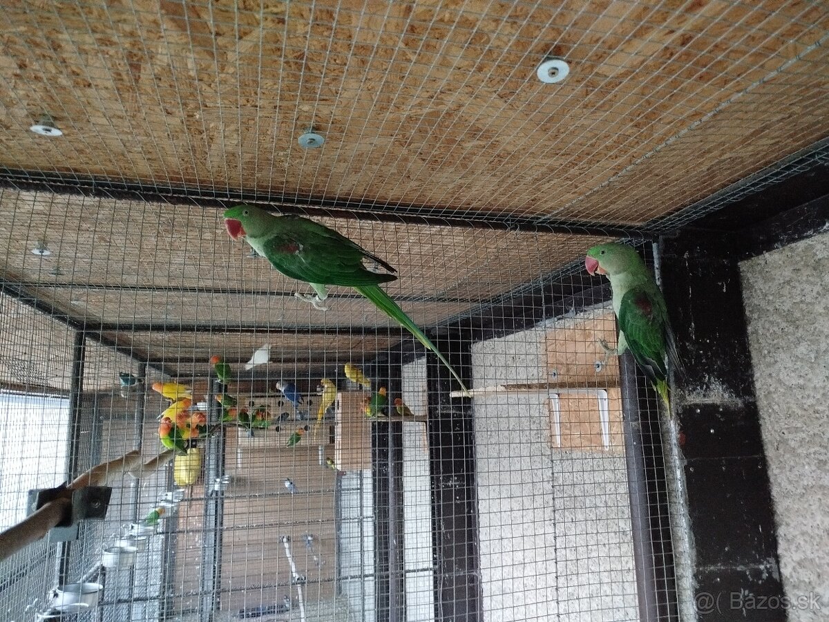 Predám Alexander veľký. - 2