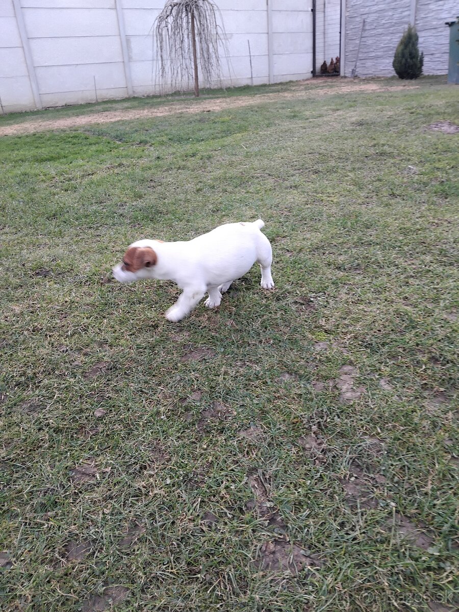 Predám šteňatá Jack Russel Terier - 2