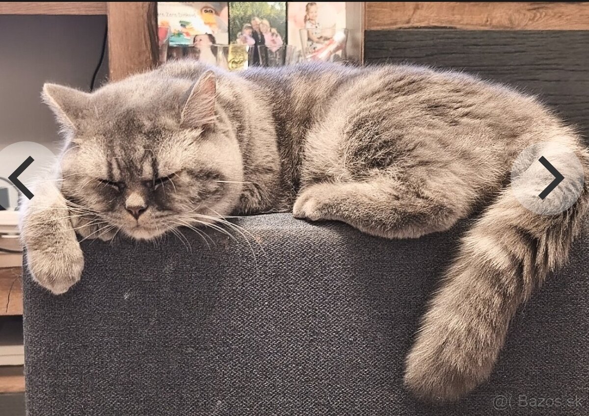 Kocúrik na krytie - 2