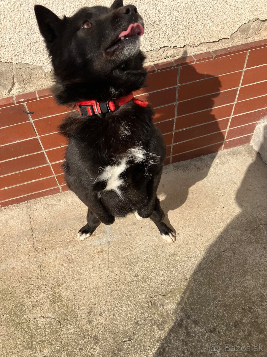 Darujeme mladého psíka - 2