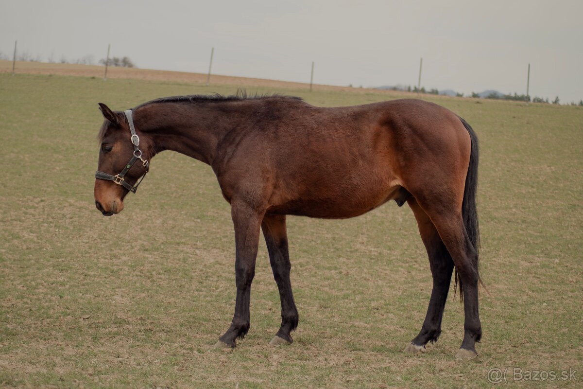 Predám 2 ročného žrebca ČT - 2