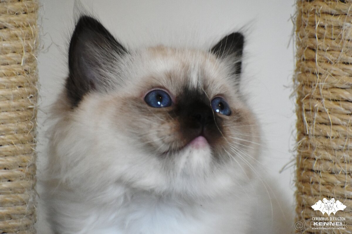 Seal mitted mačička - Ragdoll s PP - 2