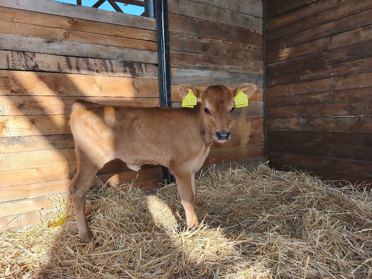 Jersey teliatka - 2