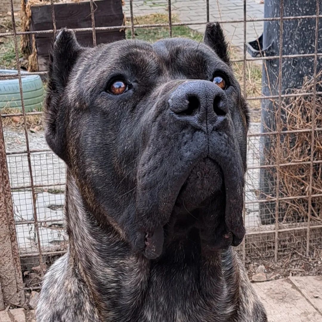 Bandog - 2