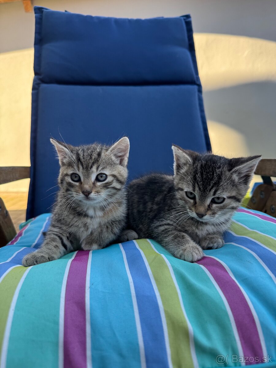 Darujem maciatka - 2