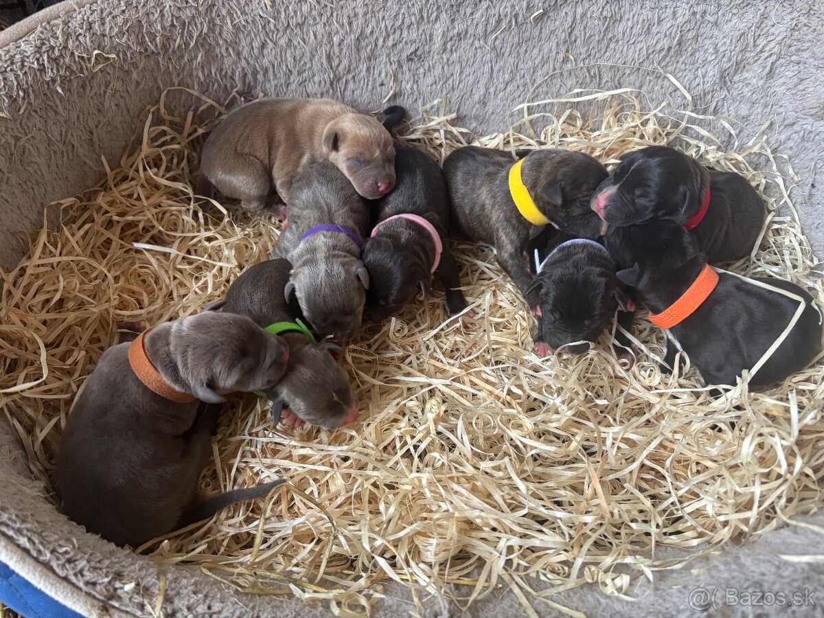 Americký stafordsirsky terier, Stafford, amstaf - 2