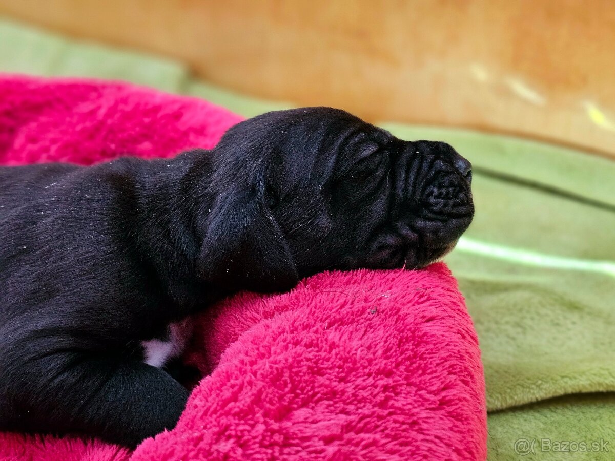 Nemecká doga šteniatka s PP - 2