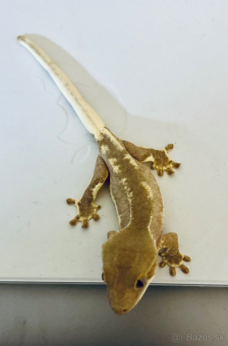 Pagekon riasnatý LW - 2