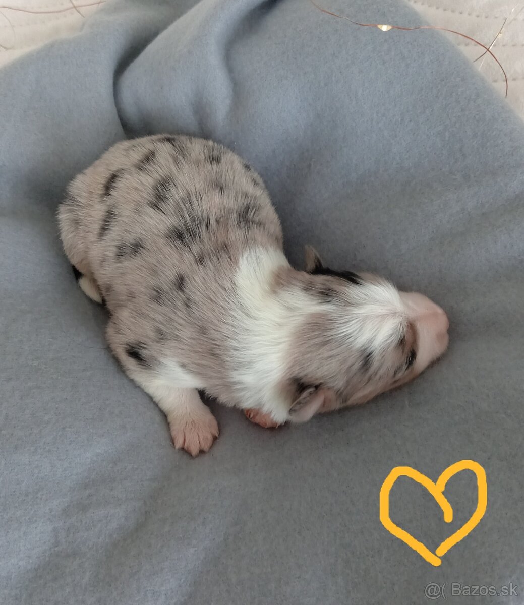 Border kólia s PP - 2