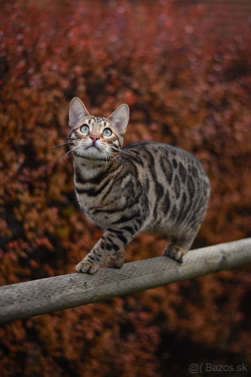 Bengálsky kocúr s PP na krytie - 2