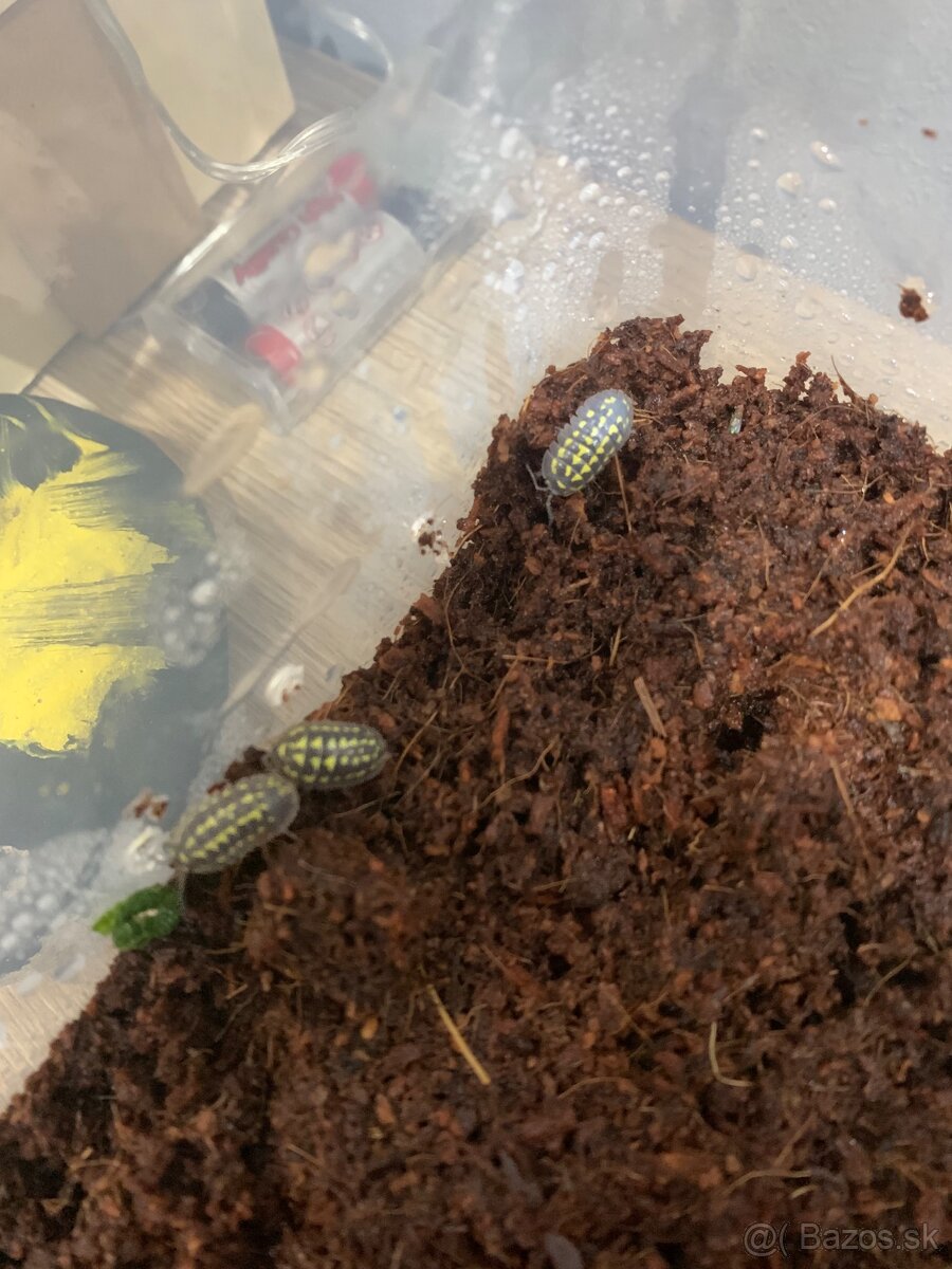 Slimák africký - 2