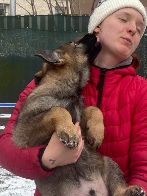 Nemecký ovčiak s PP - 2