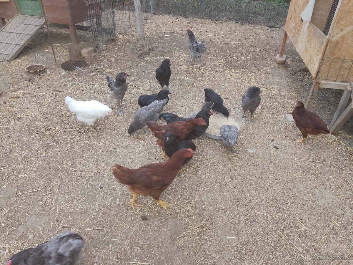 Ameraucana - KOHUTY - 2