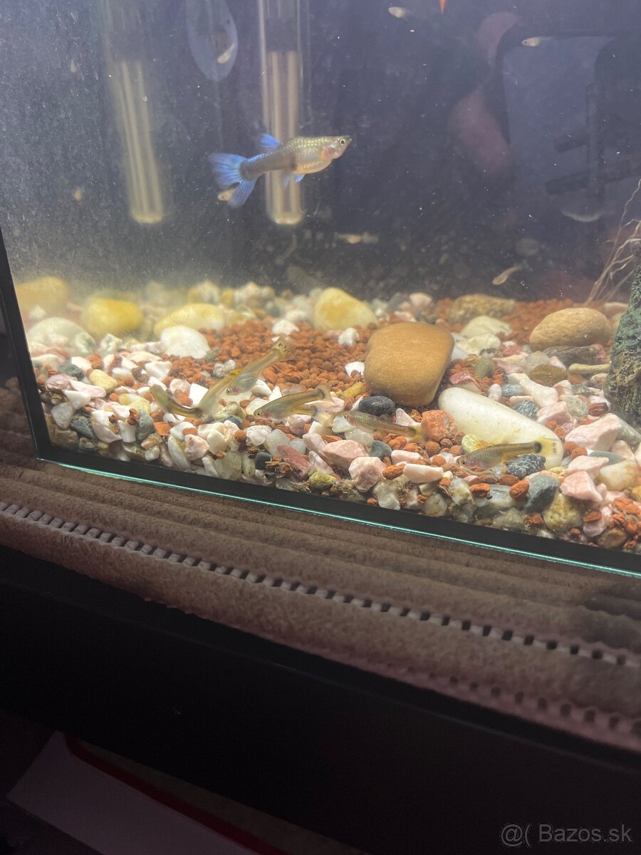 Guppy - 2