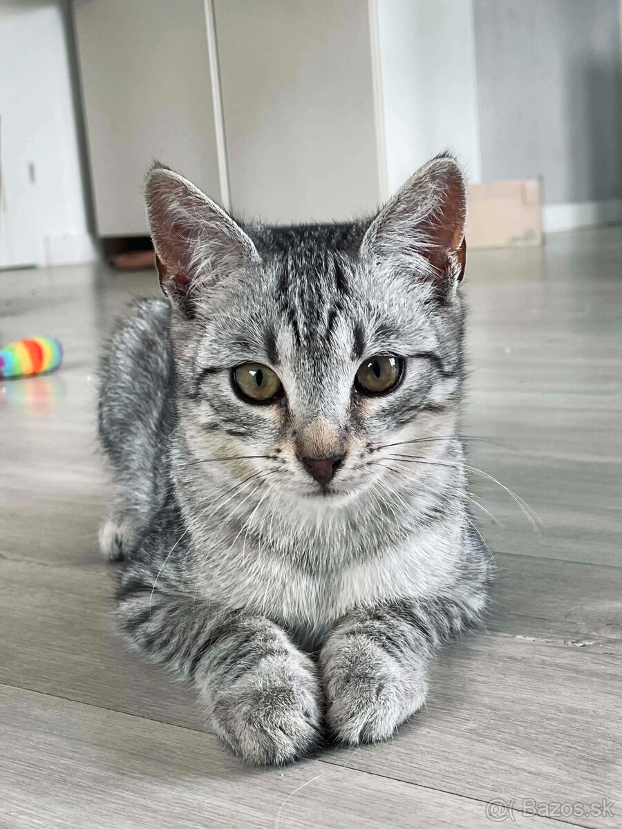 Kocúrik DIEGO - 2
