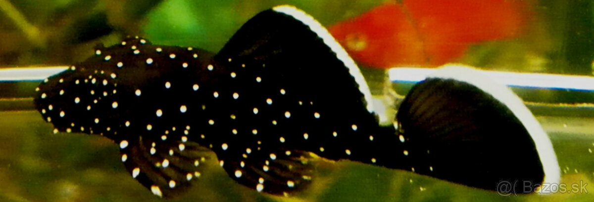 Prísavník L213 (Ancistrus) – vlastný chov - 2