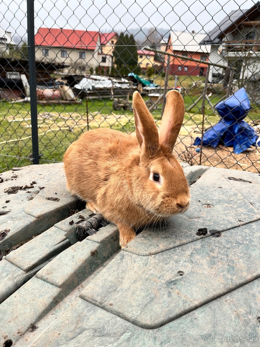 Burgunsky kralik - 2